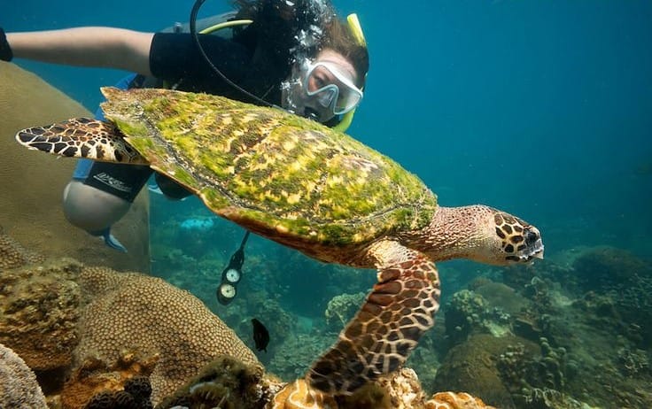 Scuba Diving Koh Tao – צלילות בקאו טאו
